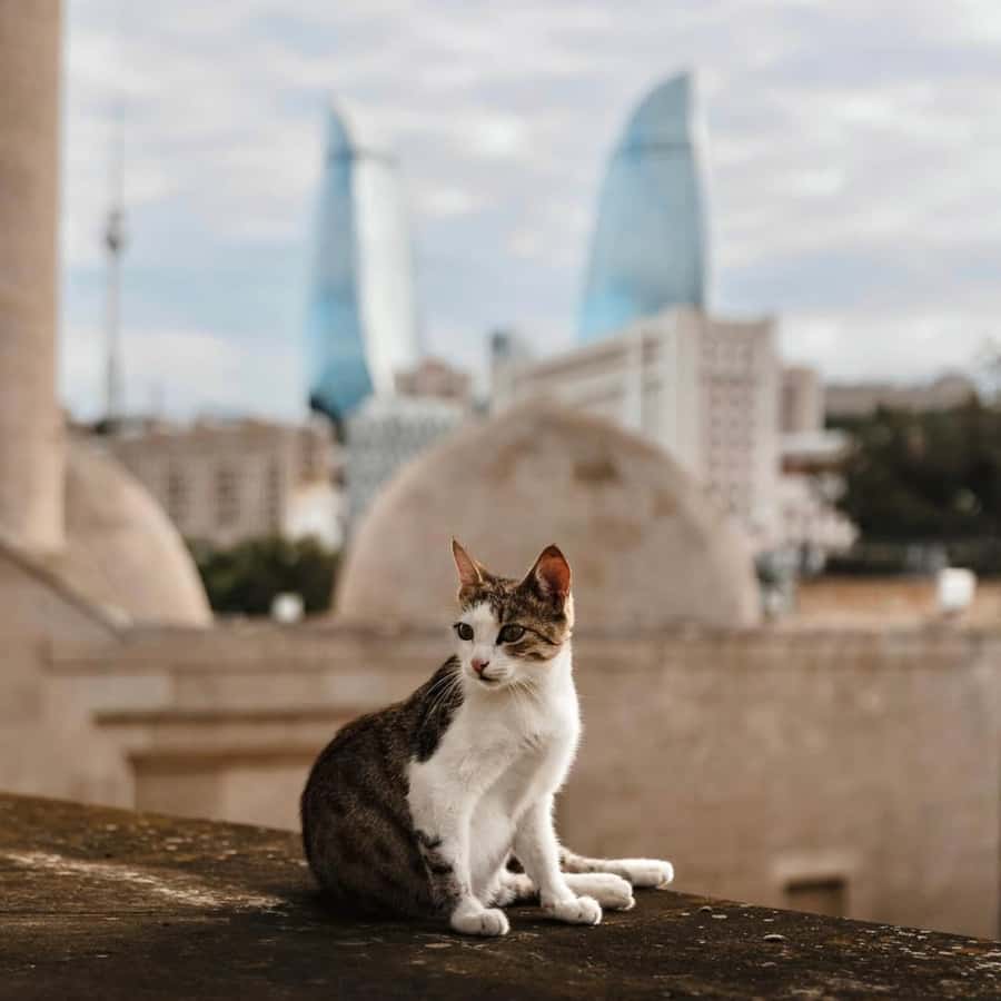 Baku City Tour: Explore the Heart of Azerbaijan - Baku Boulevard Walk, Little Venice Boat Time, and Photo Stops That Pay Off