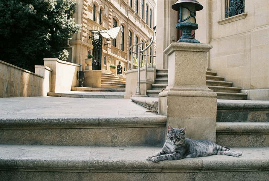 Baku Old City Wonders: A Walking Tour Through Time - Why the guide makes this tour feel special, especially with Magsud