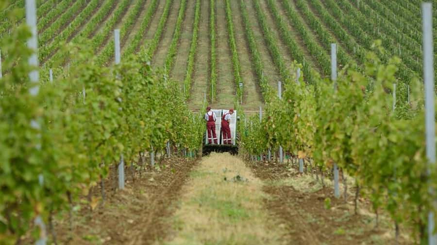 Baku: Organic Winery Tour in Shamakhi with Local Lunch - Shamakhi vineyards and organic grapes: what you’re really paying for