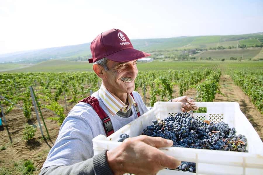 Baku: Organic Winery Tour in Shamakhi with Local Lunch - Inside the winery complex: production, storage, and cellar viewing