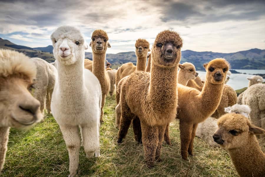 From Baku: Shamakhi City and Alpaca Farm Tour - Why this Baku to Shamakhy trip works (and who it suits)