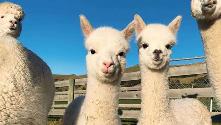 From Baku: Shamakhi City and Alpaca Farm Tour - The guide experience: English, real questions, and named pros