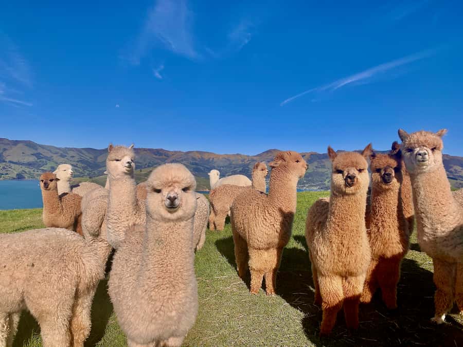 From Baku: Shamakhi City and Alpaca Farm Tour - Money and value: what $210 buys you in practice
