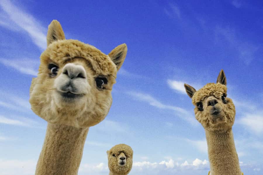 From Baku: Shamakhi City and Alpaca Farm Tour - The 8-hour flow: how your day typically moves