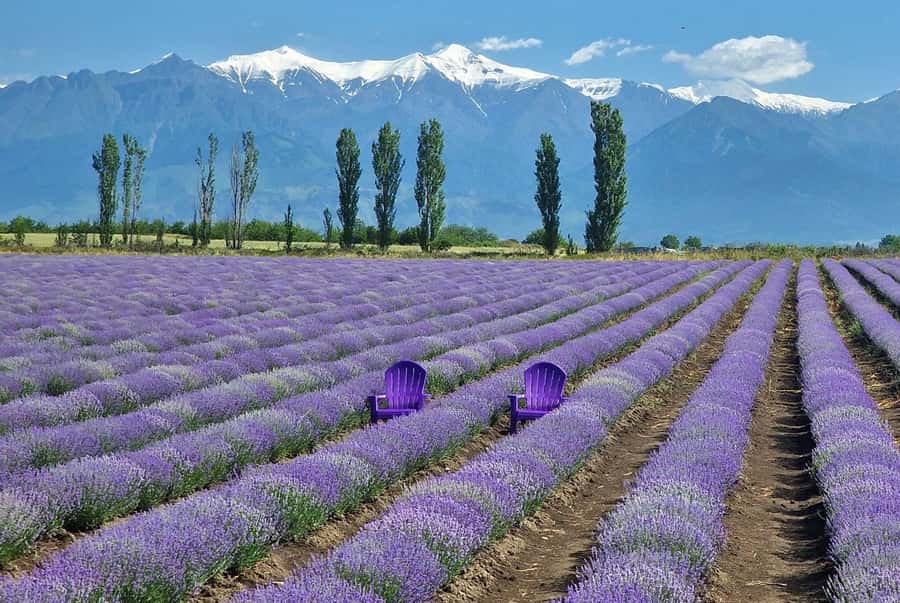 Gabala & Lavender Fields Group Guided tour - Key Things I’d Watch Before You Go