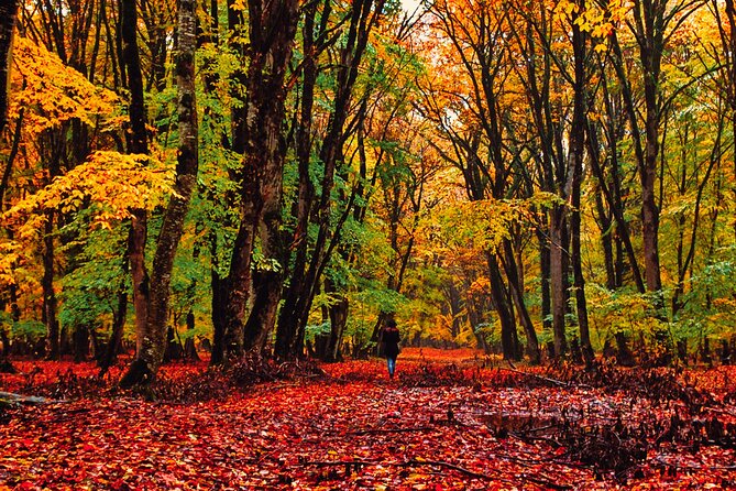 Gabala,Shamakhi, Caucasus mountains Day Trip Tour - Why This Day Trip Feels Efficient, Not Rushed