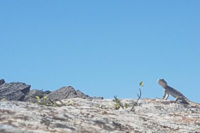 Gobustan Tour and Mad Volcanoes – tour to stone age