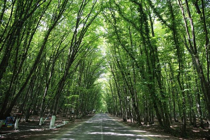 Guba+Khinaligh Day Trip - Qechresh Forest tree tunnel: the quick stop that earns its screen time