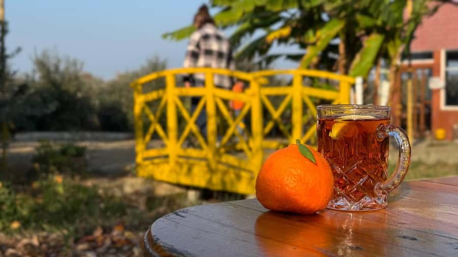 Longevity Secrets of Azerbaijan: Lankaran & Astara tour - Comfort, Pace, and the “Don’t Trip Over Your Own Day” Advice