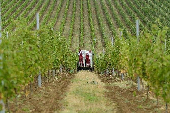 Organic Wine Tour Shamakhi with Local Lunch - Price and What $240 Buys You (Plus What You Should Expect)