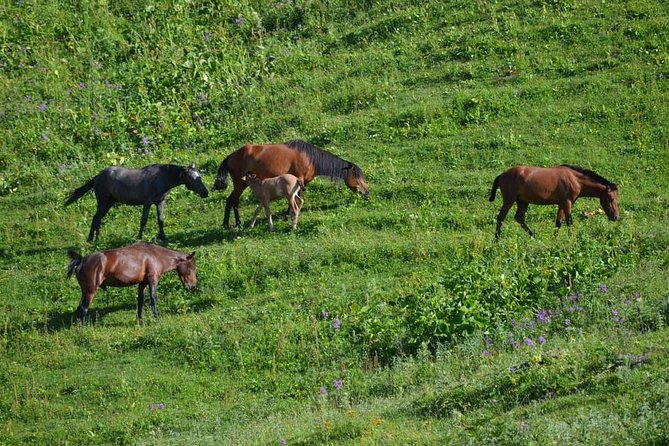 Relaxable and Knowledgeable 9 days Tour in Azerbaijan - Northern Azerbaijan, one trip, two personalities