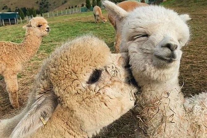 Shamakhi Alpaca Private Tour - Key points you’ll care about