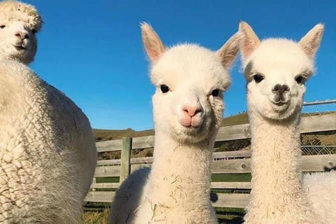 Shamakhi Alpaca Private Tour - What to bring so the farm visit feels effortless