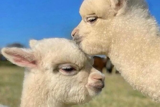 Shamakhi Alpaca Private Tour - Who this tour fits best, and who should choose something else