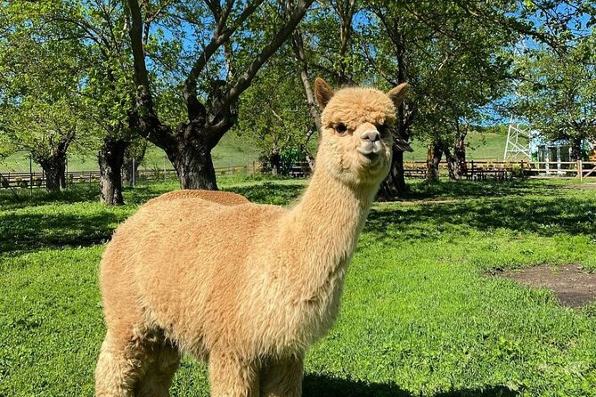 Shamakhi Alpaca Private Tour - The 120 km drive: timing, comfort, and how to use the day well