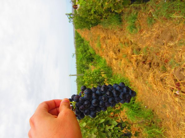 Wine Tour Baku - Getting to the Novxanı winery without wasting half your day
