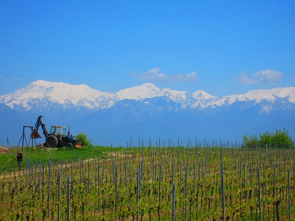 Wine Tour Qabala with Local Lunch - Key highlights worth planning for