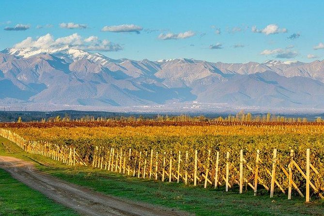 Wine Tour Qabala with Local Lunch - Qabala wine day trips: why this one works so well from Baku